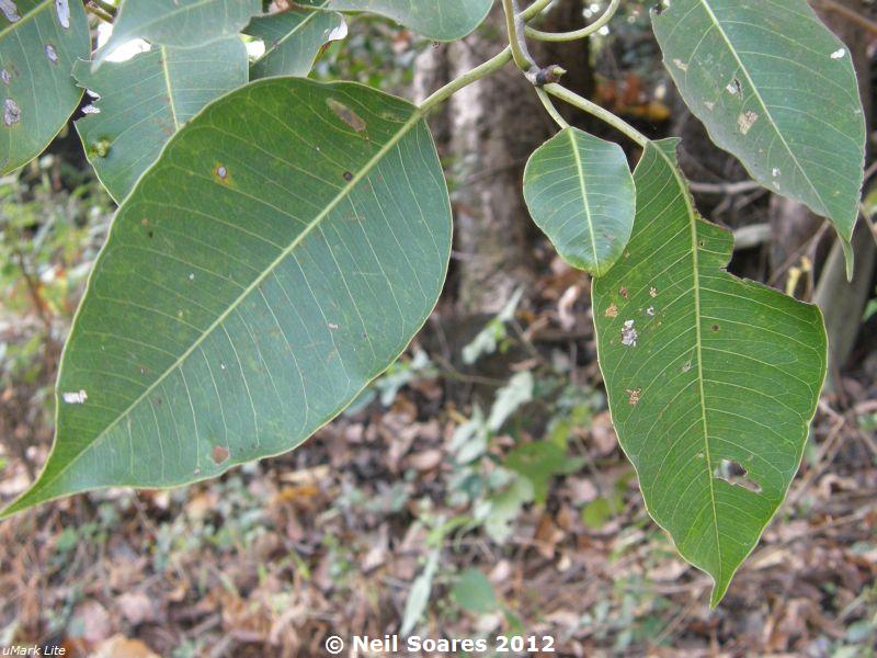 Ficus amplissima – eFlora of India